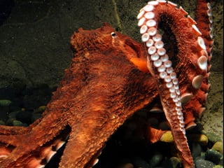 Moluscos