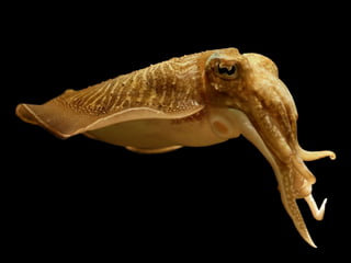 Moluscos