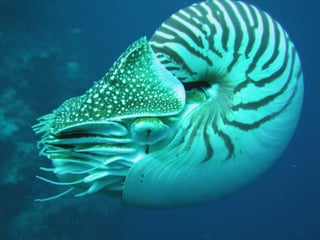 Moluscos