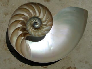 Moluscos