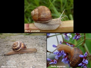 Helix pomatia




Helix lucorum                   Helix aspersa
 