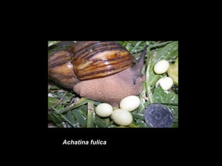 Achatina fulica
 