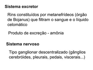 Sistema excretor
 Rins constituídos por metanefrídeos (órgão
 de Bojanus) que filtram o sangue e o líquido
 celomático

 Produto de excreção - amônia

Sistema nervoso
  Tipo ganglionar descentralizado (gânglios
  cerebróides, pleurais, pedais, viscerais...)
 