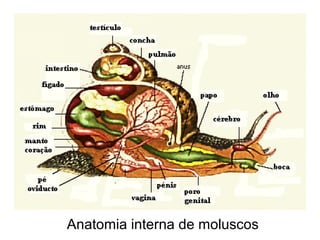 Anatomia interna de moluscos
 