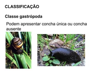 CLASSIFICAÇÃO

Classe gastrópoda
Podem apresentar concha única ou concha
ausente
 