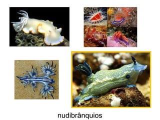 nudibrânquios
 