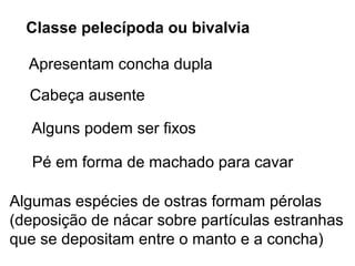 Classe pelecípoda ou bivalvia

  Apresentam concha dupla
  Cabeça ausente

   Alguns podem ser fixos

   Pé em forma de machado para cavar

Algumas espécies de ostras formam pérolas
(deposição de nácar sobre partículas estranhas
que se depositam entre o manto e a concha)
 