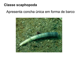 Classe scaphopoda
 Apresenta concha única em forma de barco
 