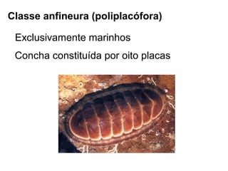 Classe anfineura (poliplacófora)

 Exclusivamente marinhos
 Concha constituída por oito placas
 
