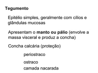 Tegumento

 Epitélio simples, geralmente com cílios e
 glândulas mucosas

 Apresentam o manto ou pálio (envolve a
 massa visceral e produz a concha)
 Concha calcária (proteção)
         periostraco
         ostraco
         camada nacarada
 