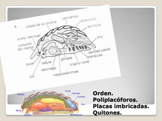 Orden.
Poliplacóforos.
Placas imbricadas.
Quitones.
 