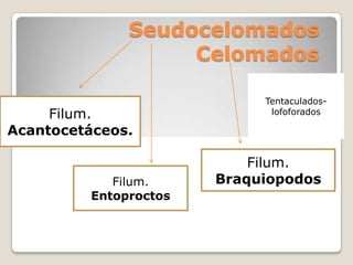 Seudocelomados
                   Celomados

                            Tentaculados-
     Filum.                  lofoforados

Acantocetáceos.

                           Filum.
            Filum.     Braquiopodos
         Entoproctos
 