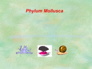 Phylum Mollusca
Phylum Mollusca
 