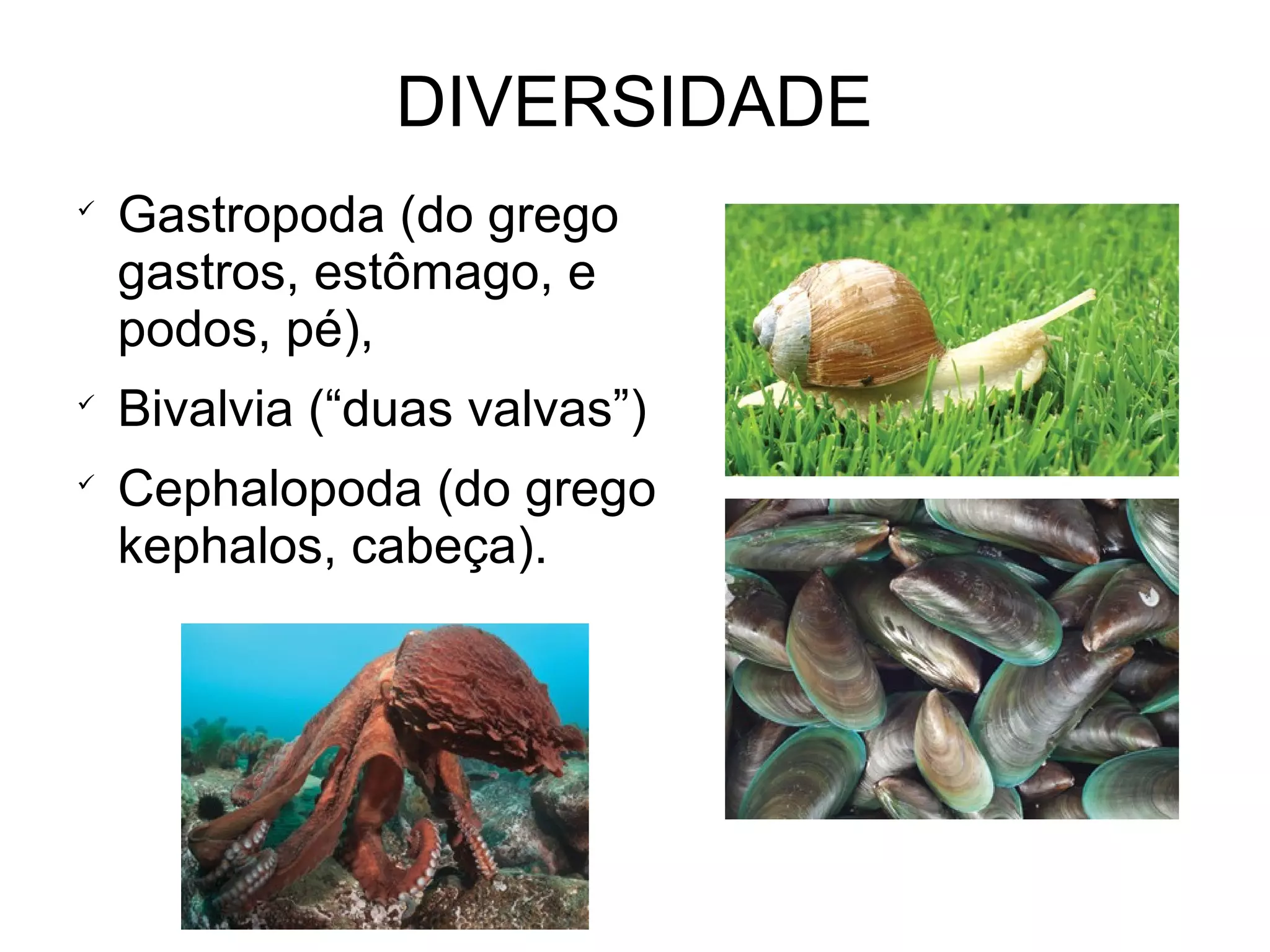 DIVERSIDADE

Gastropoda (do grego
gastros, estômago, e
podos, pé),

Bivalvia (“duas valvas”)

Cephalopoda (do grego
kephalos, cabeça).
 