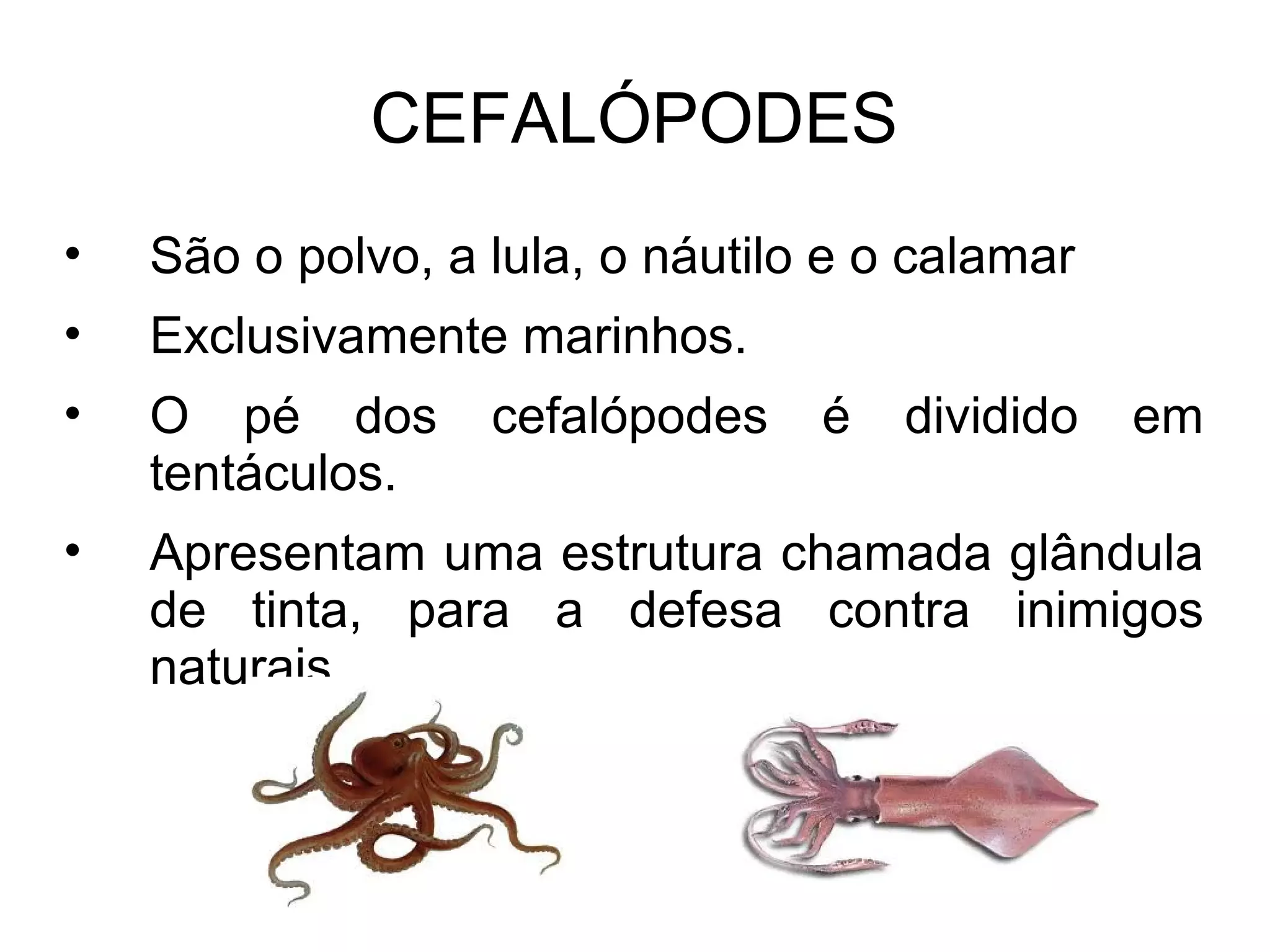 CEFALÓPODES
• São o polvo, a lula, o náutilo e o calamar
• Exclusivamente marinhos.
• O pé dos cefalópodes é dividido em
tentáculos.
• Apresentam uma estrutura chamada glândula
de tinta, para a defesa contra inimigos
naturais.
 