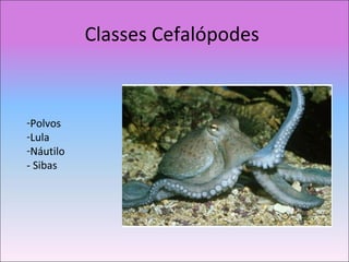 Classes Cefalópodes
-Polvos
-Lula
-Náutilo
- Sibas
 