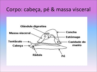Corpo: cabeça, pé & massa visceral
 
