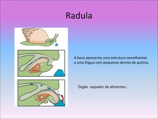 Radula
A boca apresenta uma estrutura semelhantes
a uma língua com pequenos dentes de quitina.
Órgão raspador de alimentos .
 