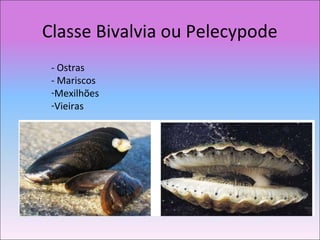 Classe Bivalvia ou Pelecypode
- Ostras
- Mariscos
-Mexilhões
-Vieiras
 