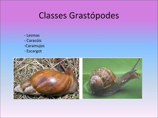 Classes Grastópodes
- Lesmas
- Caracóis
-Caramujos
- Escargot
 