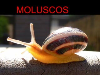 MOLUSCOS
 