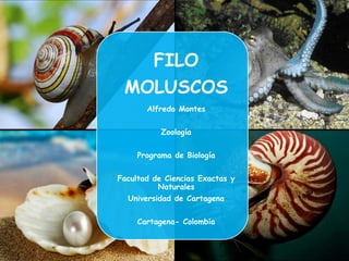 FILO
MOLUSCOS
Alfredo Montes
Zoología
Programa de Biología
Facultad de Ciencias Exactas y
Naturales
Universidad de Cartagena
Cartagena- Colombia

 
