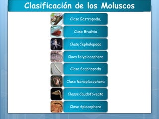 Clasificación de los Moluscos
Clase Gastropoda,
Clase Bivalvia
Clase Cephalopoda
Claes Polyplacophora
Clase Scaphopoda
Clase Monoplacophora
Classe Caudofoveata
Clase Aplacophora

 