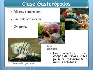 Clase Gasterópodos


Dioicos o monoicos.



Fecundación interna.



Ovíparos.

Helix
pomatia

Maxwellia gemma

 Los
acuáticos,
con
etapas de larva que les
permite dispersarse a
nuevos hábitats.

 