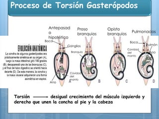 Proceso de Torsión Gasterópodos
Antepasad
o
hipotético

Proso
branquios

Boca

Ganglios
Branquia

Ano

Opisto
branquios

Pulmonados
Boca
Cavidad
del
manto

Cavidad
del
manto

Torsión
desigual crecimiento del músculo izquierdo y
derecho que unen la concha al pie y la cabeza

Pulmón
Ano

 