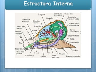 Estructura Interna

Boca-rádula

Pie

 
