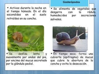 Gasterópodos

• Activos durante la noche en
el tiempo húmedo. En el día
escondidos
en
el
suelo
retraídos en su concha.

• Se

desliza
lenta
y
suavemente por ondas del pie,
por encima del mucus secretado
por la glándula pedial.

• Se alimenta de vegetales que
desgarra
con
humedecidos
por
salivales.

la
rádula,
secreciones

• En tiempo seco, forma una
cubierta (epifragma) de mucus
que cubre la abertura de la
concha y evita la desecación.

 