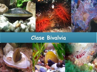Clase Bivalvia

 