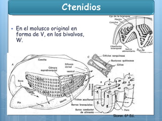Ctenidios


En el molusco original en
forma de V, en los bivalvos,
W.

Storer. 6ª Ed.

 