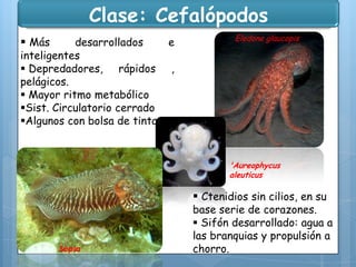 Clase: Cefalópodos
 Más

desarrollados
e
inteligentes
 Depredadores, rápidos ,
pelágicos.
 Mayor ritmo metabólico
Sist. Circulatorio cerrado
Algunos con bolsa de tinta.

Eledone glaucopis

'Aureophycus
aleuticus

 Ctenidios sin cilios, en su

Sepia

base serie de corazones.
 Sifón desarrollado: agua a
las branquias y propulsión a
chorro.

 