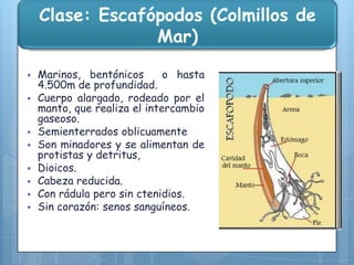 Clase: Escafópodos (Colmillos de
Mar)











Marinos, bentónicos
o hasta
4.500m de profundidad.
Cuerpo alargado, rodeado por el
manto, que realiza el intercambio
gaseoso.
Semienterrados oblicuamente
Son minadores y se alimentan de
protistas y detritus,
Dioicos.
Cabeza reducida.
Con rádula pero sin ctenidios.
Sin corazón: senos sanguíneos.

 