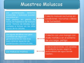 Muestreo Moluscos
Los
gasterópodos
terrestres
(caracoles y babosas) pueden
encontrar en:
bajo piedras, en grietas de
rocas, en hojarasca de bosque,
sobre troncos de árboles, bajo
cortezas e incluso en las altas
copas de los árboles
Las aguas alcalinas con gran
cantidad de algas son
generalmente las más ricas
para obtener especies de
gasterópodos dulciacuícolas.

Los moluscos marinos

Colecta manual nocturnas en
condiciones nocturnas cálidas
y de humedad,

Colecta con una manga con
malla metálica en el extremo
de una larga pértiga
Colecta excavando, con arrastres
o mediante buceo, según la
profundidad del agua donde
habiten.

 