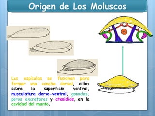 Origen de Los Moluscos

Las espículas se fusionan para
formar una concha dorsal, cilios
sobre
la
superficie
ventral,
musculatura dorso-ventral, gonadas,
poros excretores y ctenidios, en la
cavidad del manto.

 