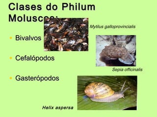 Clases do PhilumClases do Philum
Moluscos:Moluscos:
• BivalvosBivalvos
• CefalópodosCefalópodos
• GasterópodosGasterópodos
Sepia officinalis
Mytilus galloprovincialis
Helix aspersa
 