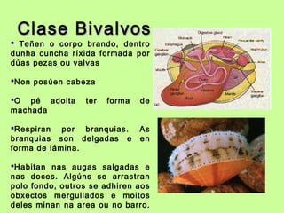 Clase BivalvosClase Bivalvos
 Teñen o corpo brando, dentro
dunha cuncha ríxida formada por
dúas pezas ou valvas
Non posúen cabeza
O pé adoita ter forma de
machada
Respiran por branquias. As
branquias son delgadas e en
forma de lámina.
Habitan nas augas salgadas e
nas doces. Algúns se arrastran
polo fondo, outros se adhiren aos
obxectos mergullados e moitos
deles minan na area ou no barro.
 