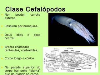 Clase CefalópodosClase Cefalópodos
• Non posúen cuncha
externa.
• Respiran por branquias.
• Dous ollos e boca
central.
• Brazos chamados
tentáculos, contráctiles.
• Corpo longo e cónico.
• Na parede superior do
corpo hai unha “pluma”
que da rixidez ao corpo.
 