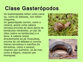 Clase GasterópodosClase Gasterópodos
Os Gasterópodos teñen unha valva
ou, como as babosas, non teñen
ningunha.
Un gasterópodo común, como o
caracol, posúe unha cabeza
carnosa provista de dous pares de
tentáculos retráctiles, un par de
ollos (sobre os tentáculos) e a
boca. A cabeza únese
directamente ao pé musculoso,
encima do cal atópase a cuncha.
Hainos terrestres e mariños.Os
terrestres, como o caracol,
respiran por pulmóns; os de mar,
como o bígaro, respiran por
branquias.
 