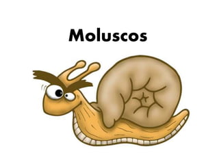 Moluscos 
 