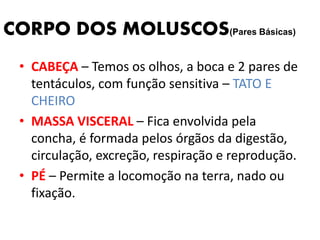 CORPO DOS MOLUSCOS(Pares Básicas) 
• CABEÇA – Temos os olhos, a boca e 2 pares de 
tentáculos, com função sensitiva – TATO E 
CHEIRO 
• MASSA VISCERAL – Fica envolvida pela 
concha, é formada pelos órgãos da digestão, 
circulação, excreção, respiração e reprodução. 
• PÉ – Permite a locomoção na terra, nado ou 
fixação. 
 