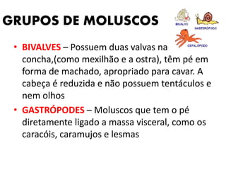 GRUPOS DE MOLUSCOS 
• BIVALVES – Possuem duas valvas na 
concha,(como mexilhão e a ostra), têm pé em 
forma de machado, apropriado para cavar. A 
cabeça é reduzida e não possuem tentáculos e 
nem olhos 
• GASTRÓPODES – Moluscos que tem o pé 
diretamente ligado a massa visceral, como os 
caracóis, caramujos e lesmas 
 