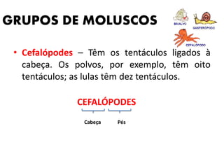 GRUPOS DE MOLUSCOS 
• Cefalópodes – Têm os tentáculos ligados à 
cabeça. Os polvos, por exemplo, têm oito 
tentáculos; as lulas têm dez tentáculos. 
CEFALÓPODES 
Cabeça Pés 
 