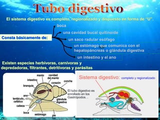 El tubo digestivo es
enrollado en los
Gastrópodos. .
 