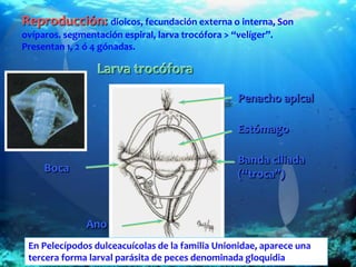 Larva trocófora
Penacho apical
Boca
Ano
Banda ciliada
(“troca”)
Estómago
Reproducción: dioicos, fecundación externa o interna, Son
ovíparos. segmentación espiral, larva trocófora > “velíger”.
Presentan 1, 2 ó 4 gónadas.
En Pelecípodos dulceacuícolas de la familia Unionidae, aparece una
tercera forma larval parásita de peces denominada gloquidia
 