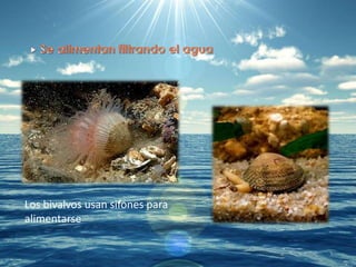 Los bivalvos usan sifones para
alimentarse
 