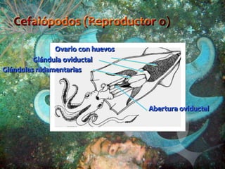 Ovario con huevos
Glándulas nidamentarias
Glándula oviductal
Abertura oviductal
 