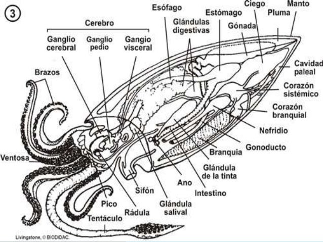 Внешнее строение каракатицы рисунок с подписями